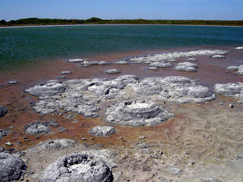 Stromatolites